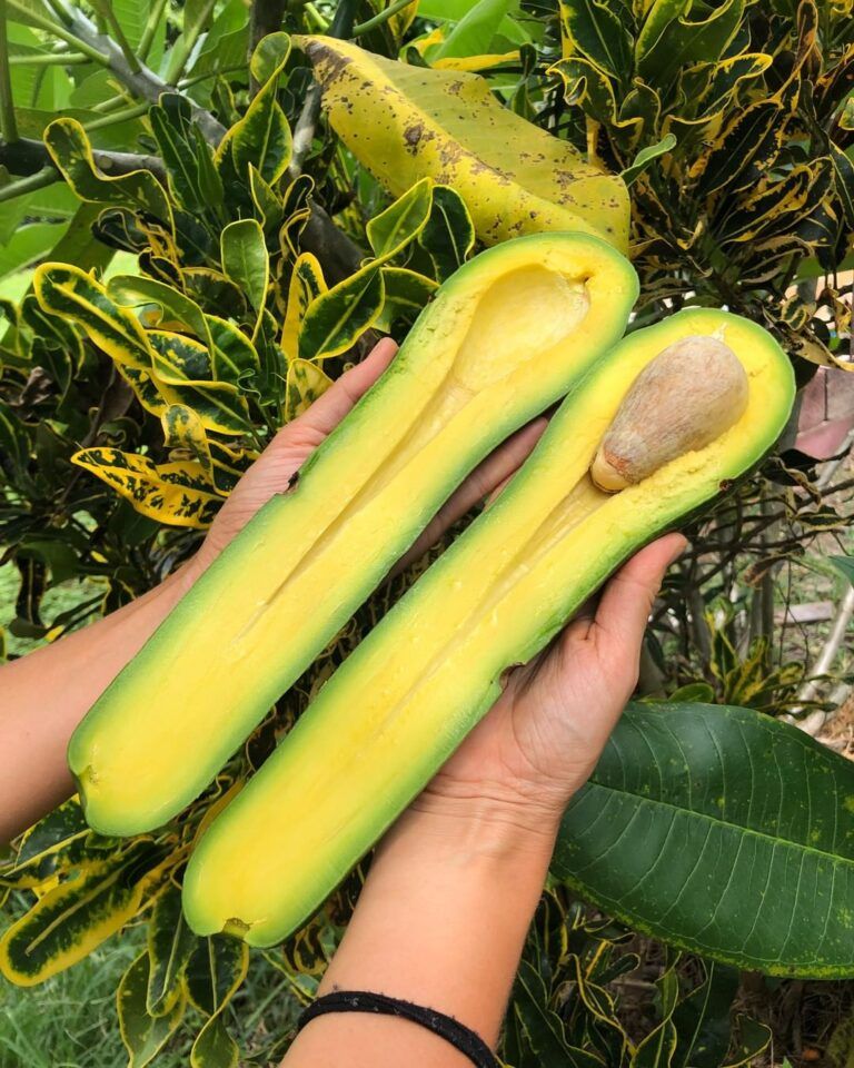 Giant Long Neck Avocados Grown in Florida Farm