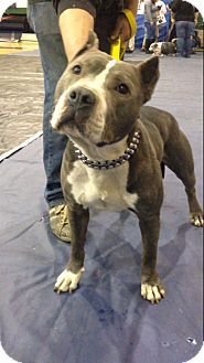 Pin By Loretta Agar On Shelter Pets Pitbull Terrier Dog Love