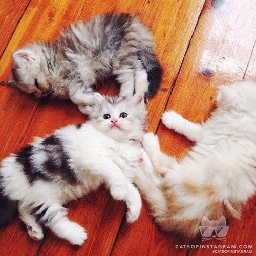Screen Shot 2017 05 01 At 10 28 48 Am Png Kitten Care Kitten Care Newborn Baby Kittens