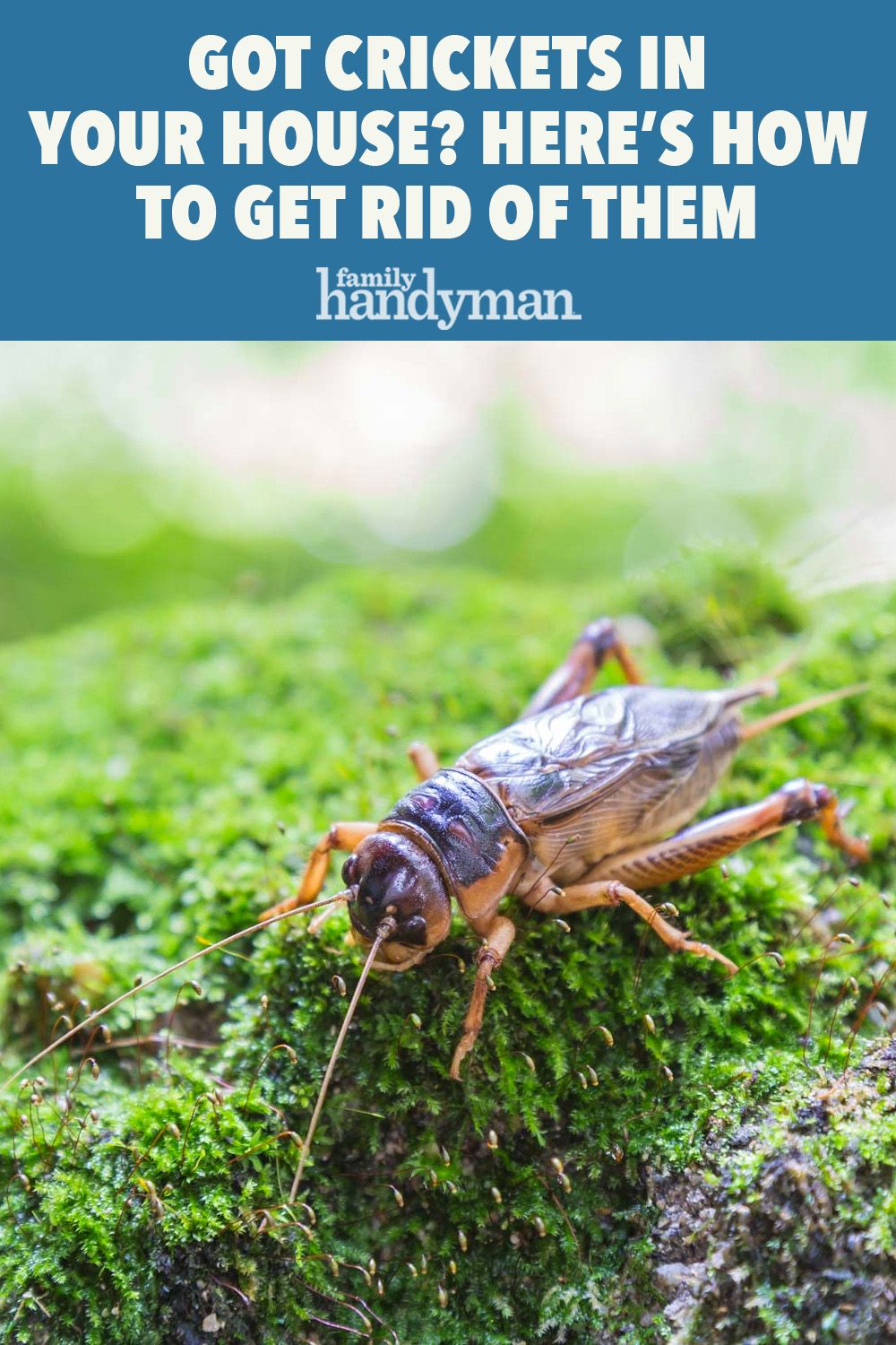 The Most Annoying Fall Pests And How To Manage Them Pests Getting Rid Of Crickets Ants In House
