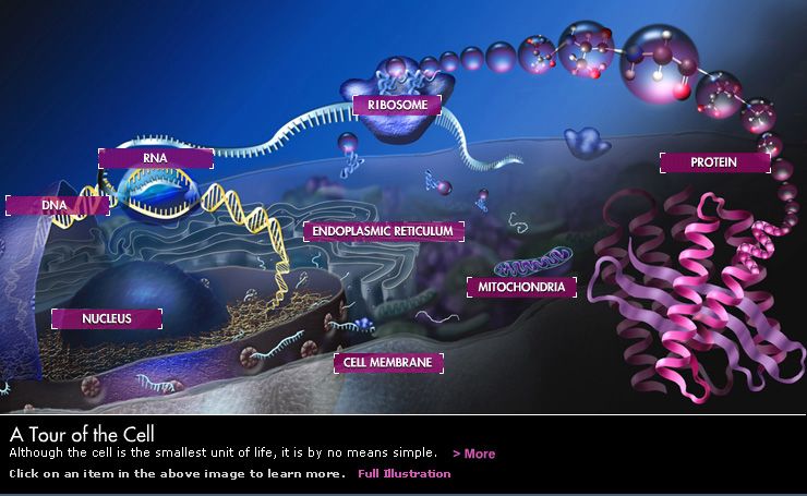 Tour Of The Cell Worksheet Images/Pictures Pin On Cells