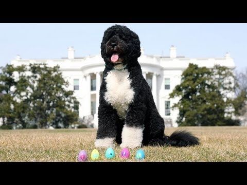 Watch First Dog Bo Leads The Hunt For White House Easter Eggs