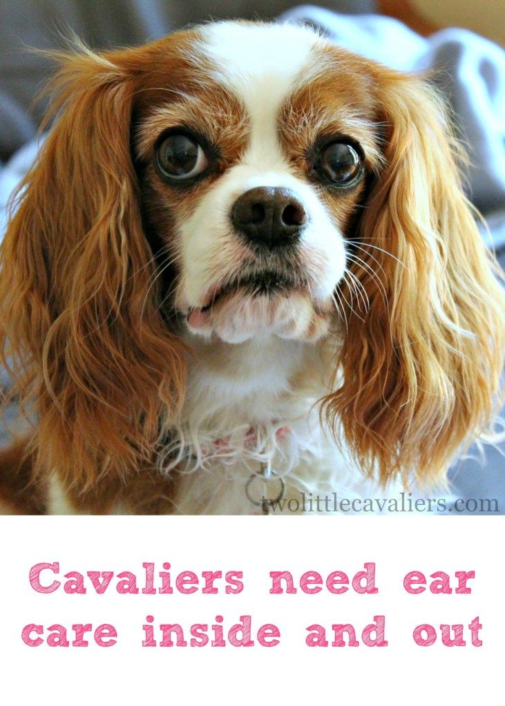 Anyone with a floppy eared dog knows that they require regular ear Best Ear Cleaner For Cavalier King Charles