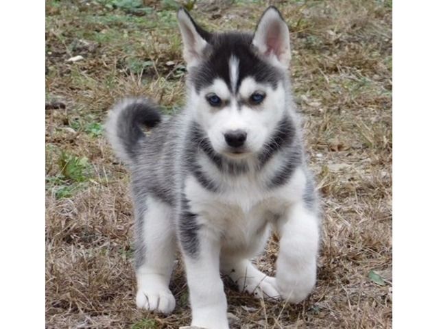 Litter Of 4 Siberian Husky Puppies For Sale In Thornton Co Adn