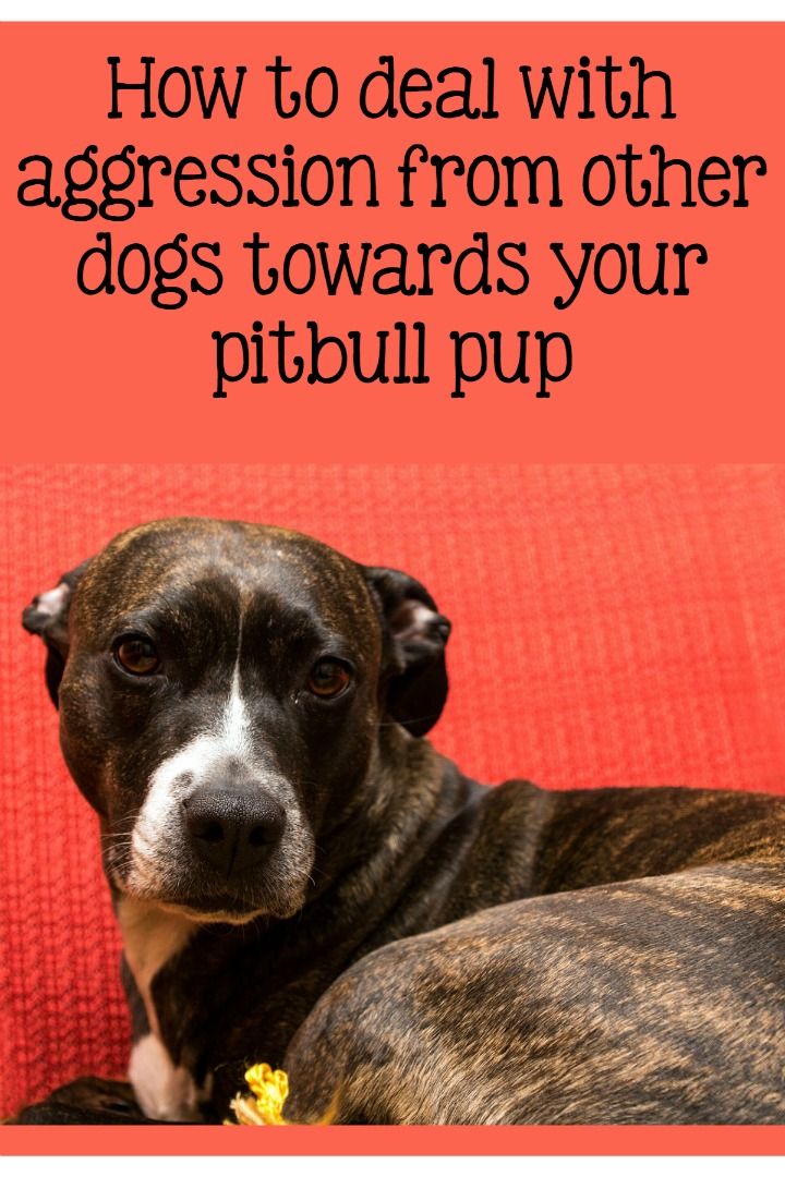 Pitbull Puppy Training Tips Addressing Aggression Pitbulls