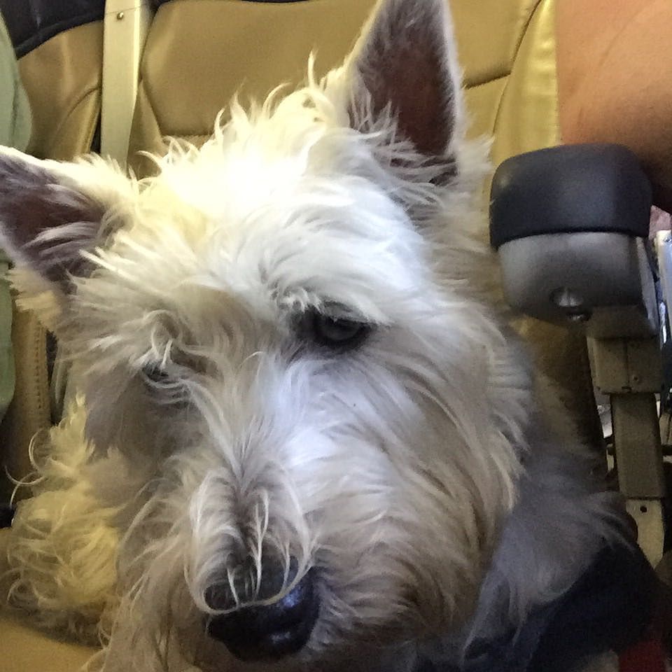 Too Bad I Can T Stay In The Airplane Seat Mom Says I Have To