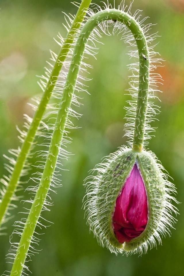 Up Of Green Poppy Bud Poppy Bud Macro In Burgundy And Green Flowers Nature