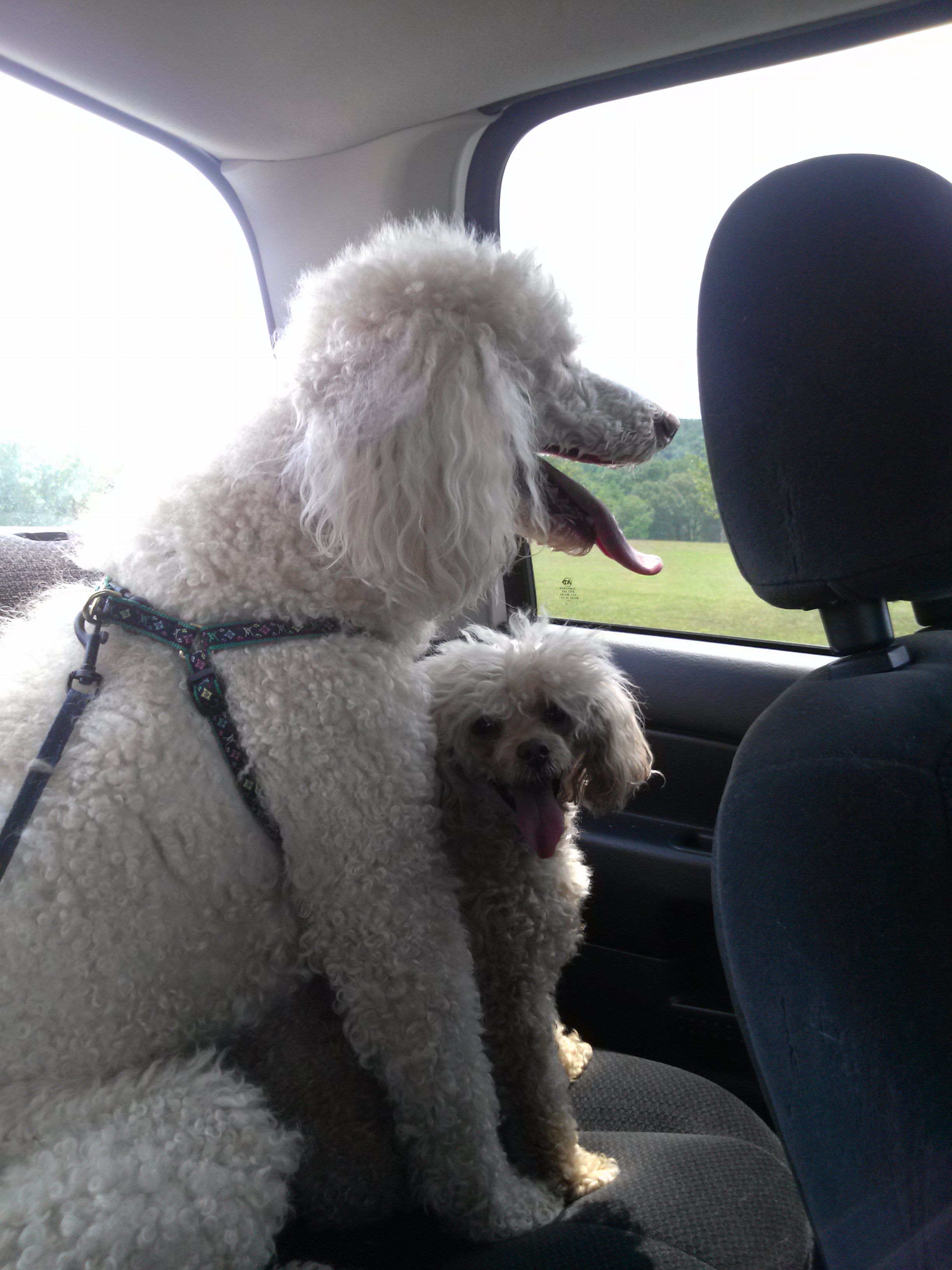 On The Way Home From The Tommy Shumpert Dog Park In Knoxville Tn