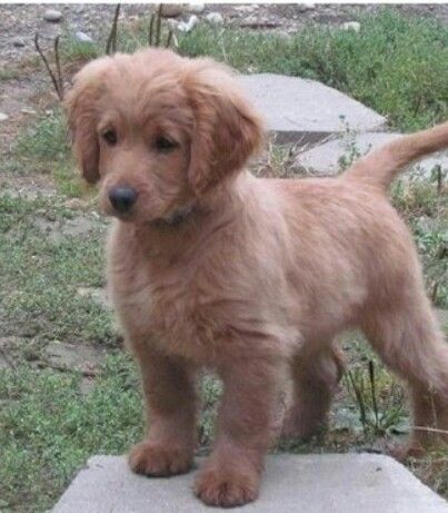 Fully Grown Golden Cocker Retriever A Forever Puppy So Adorable