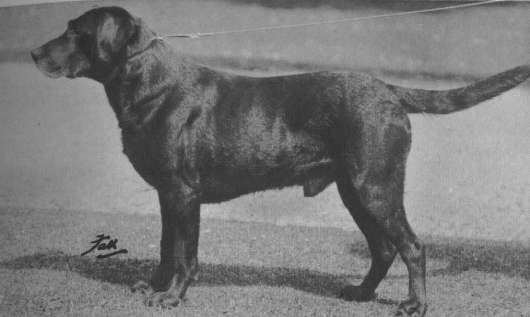 Labrador Retriever Pedigree Of Dual Champion Banchory Painter L