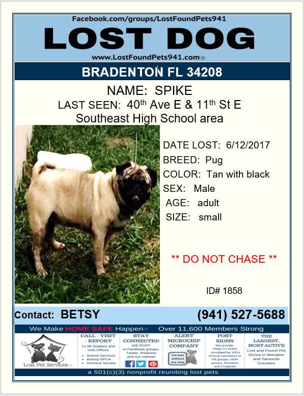 Have You Seen Spike Lostdog Pug Missing Bradenton Fl 34208