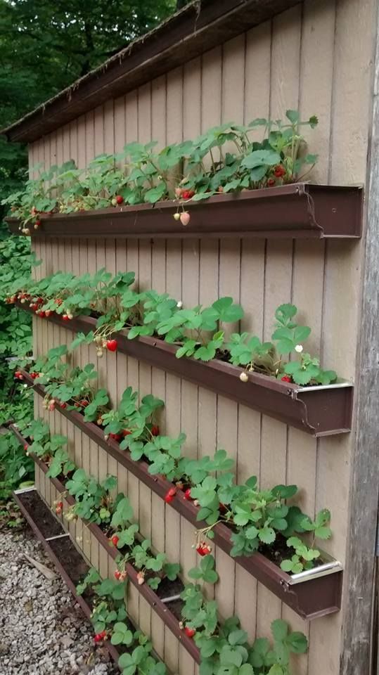Erdbeeren - Haske Müller - #Hash # Müller # Erdbeeren # Erdbeeren # Haske #erdbeeren #haske #muller