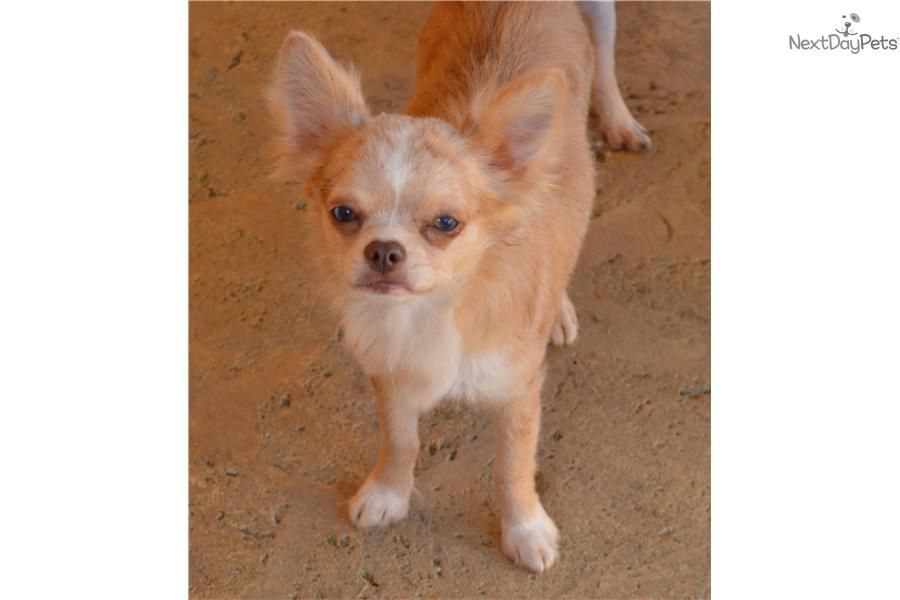 Chihuahua Puppy For Sale Near Worcester Central Ma