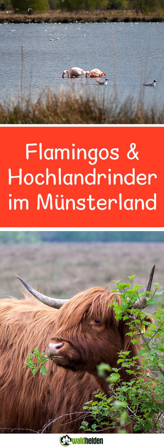 Natürlich wild - Das Münsterland wie du es noch nicht kennst! • Waldhelden Hundeblog