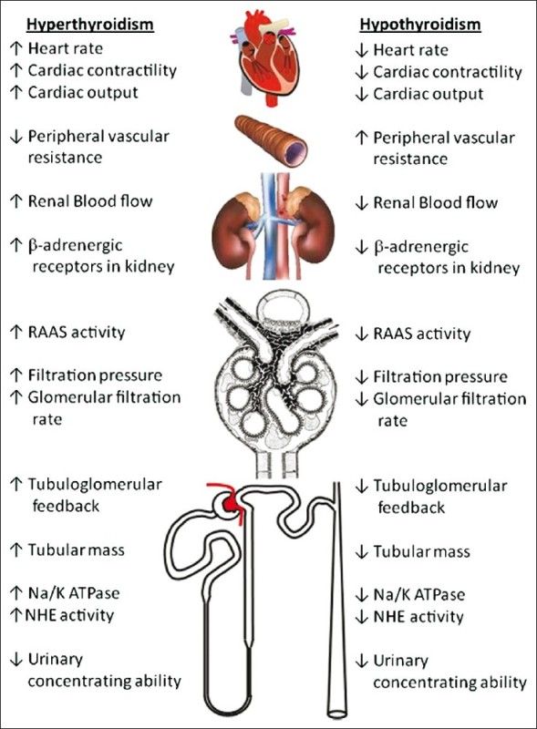 effects of hyperthyroidism and hypothyroidism on renal difference between hyperthyroidism and hypothyroidism chart