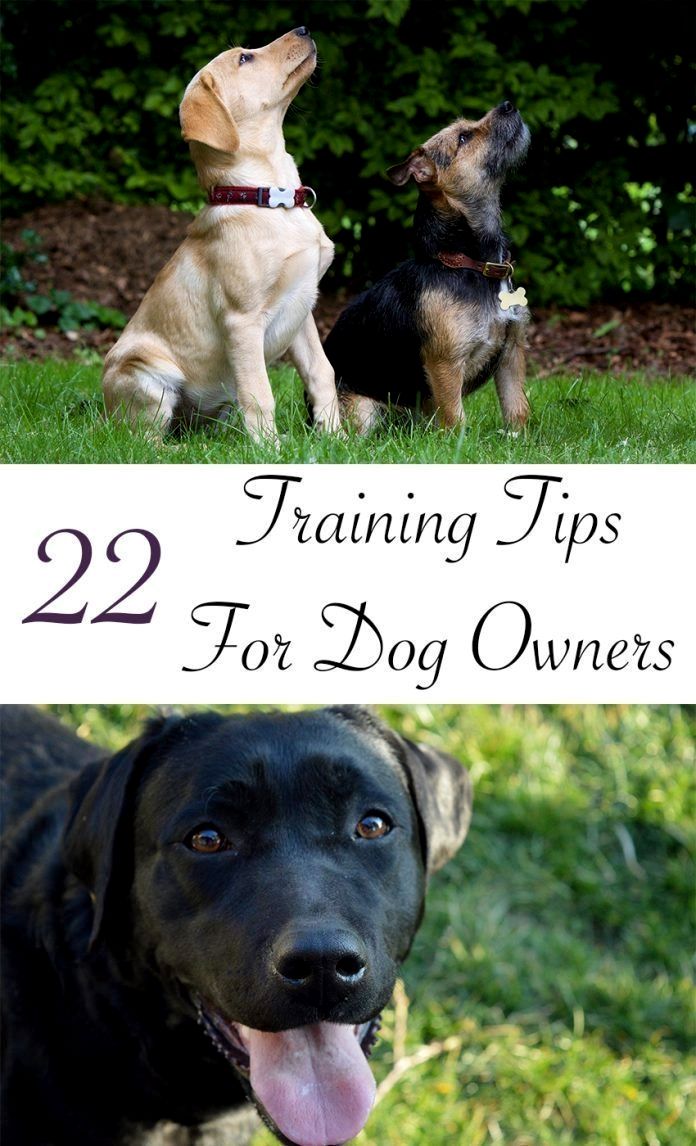 Dog Training Tips When Teaching Your Dog To Sit Down Hold A