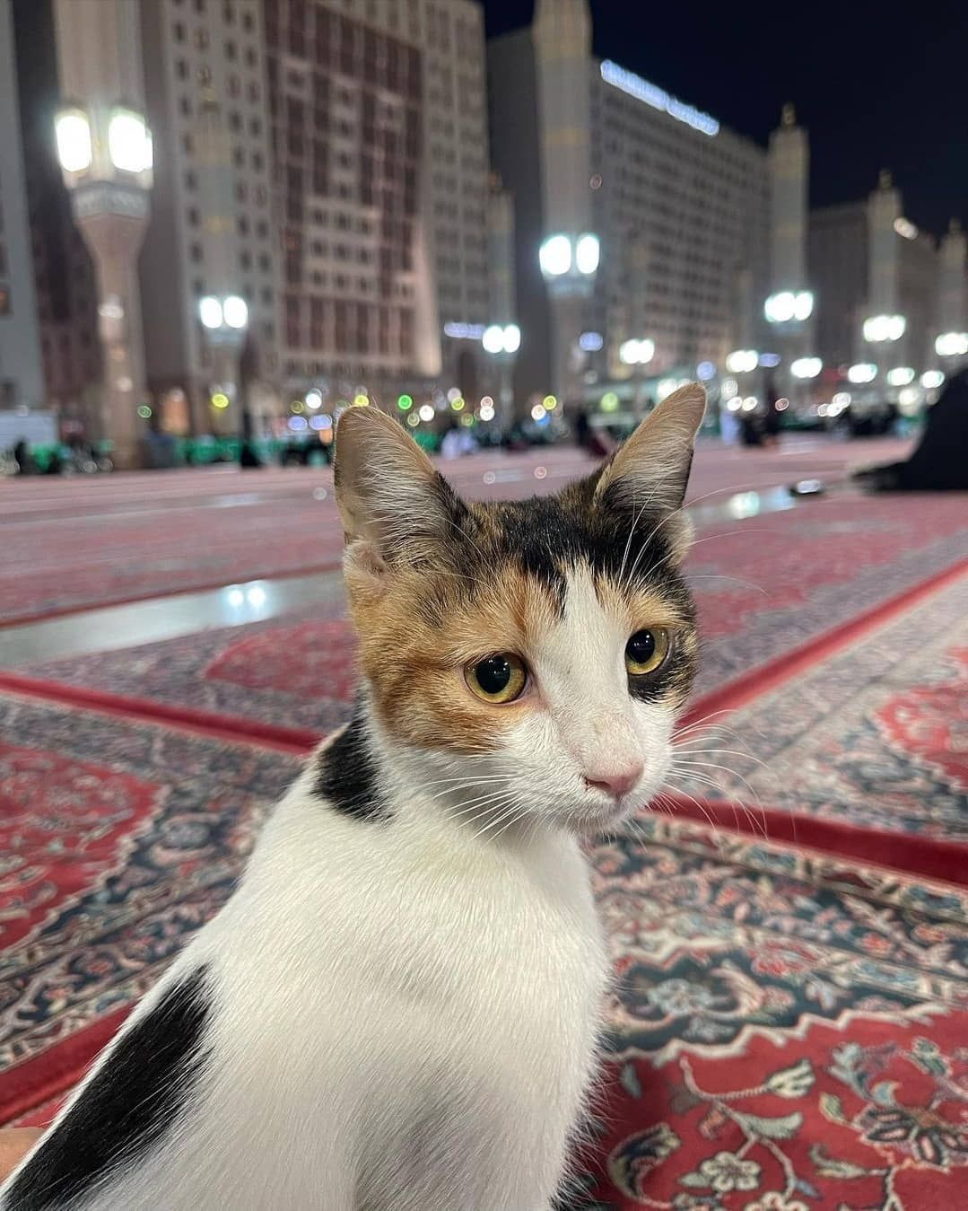 Cat Enjoying Peaceful Moments At Masjid Al Nabawi Cat Enjoying Peaceful Moments At Masjid Al Nabawi