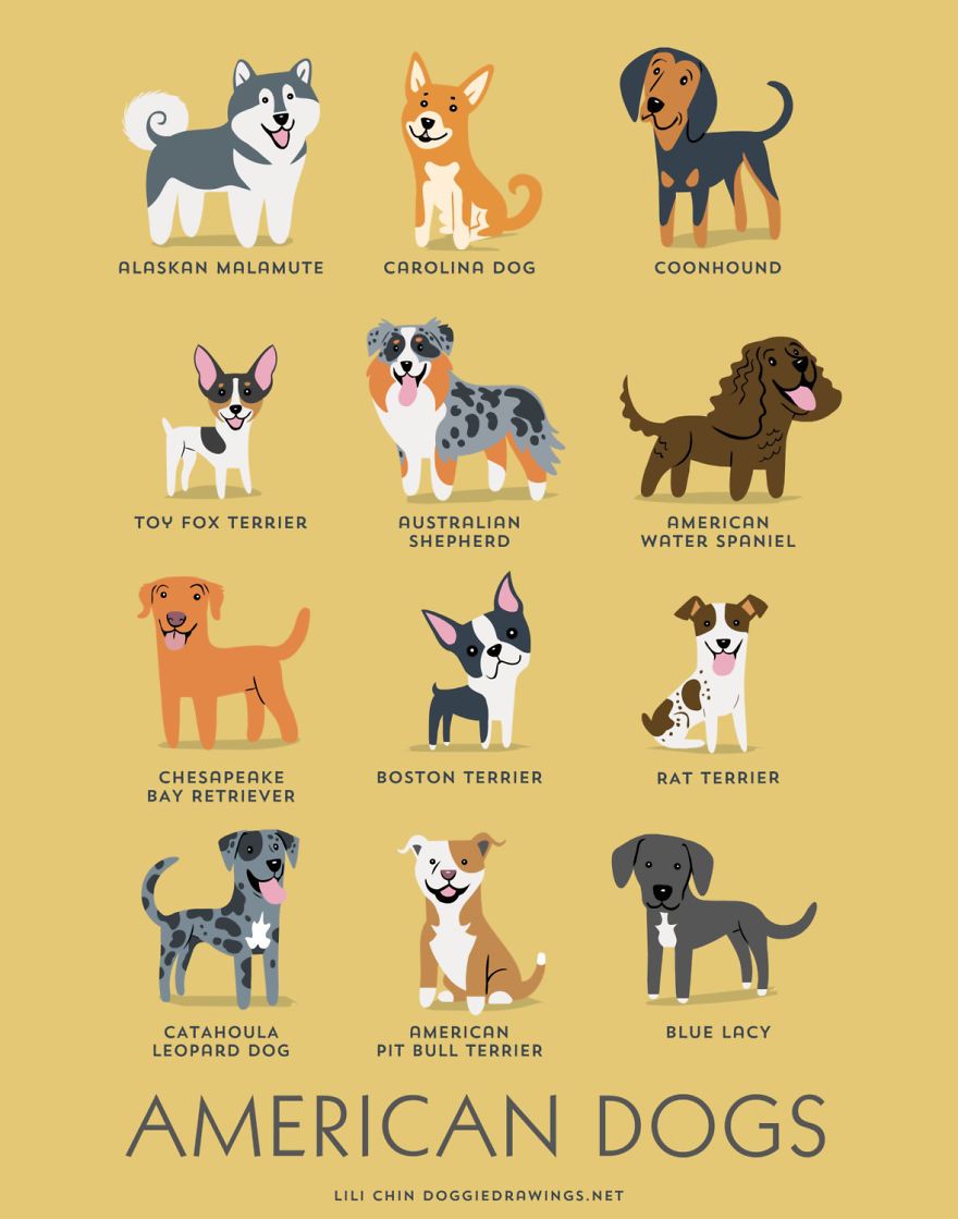 Merle Chow Cute Dogs And Puppies Raining Cats And Dogs Rare Dog Breeds