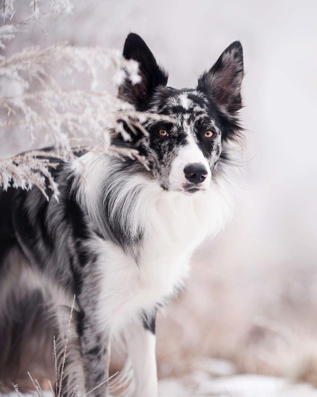 See Instagram Photos And Videos From Ego Border Collie