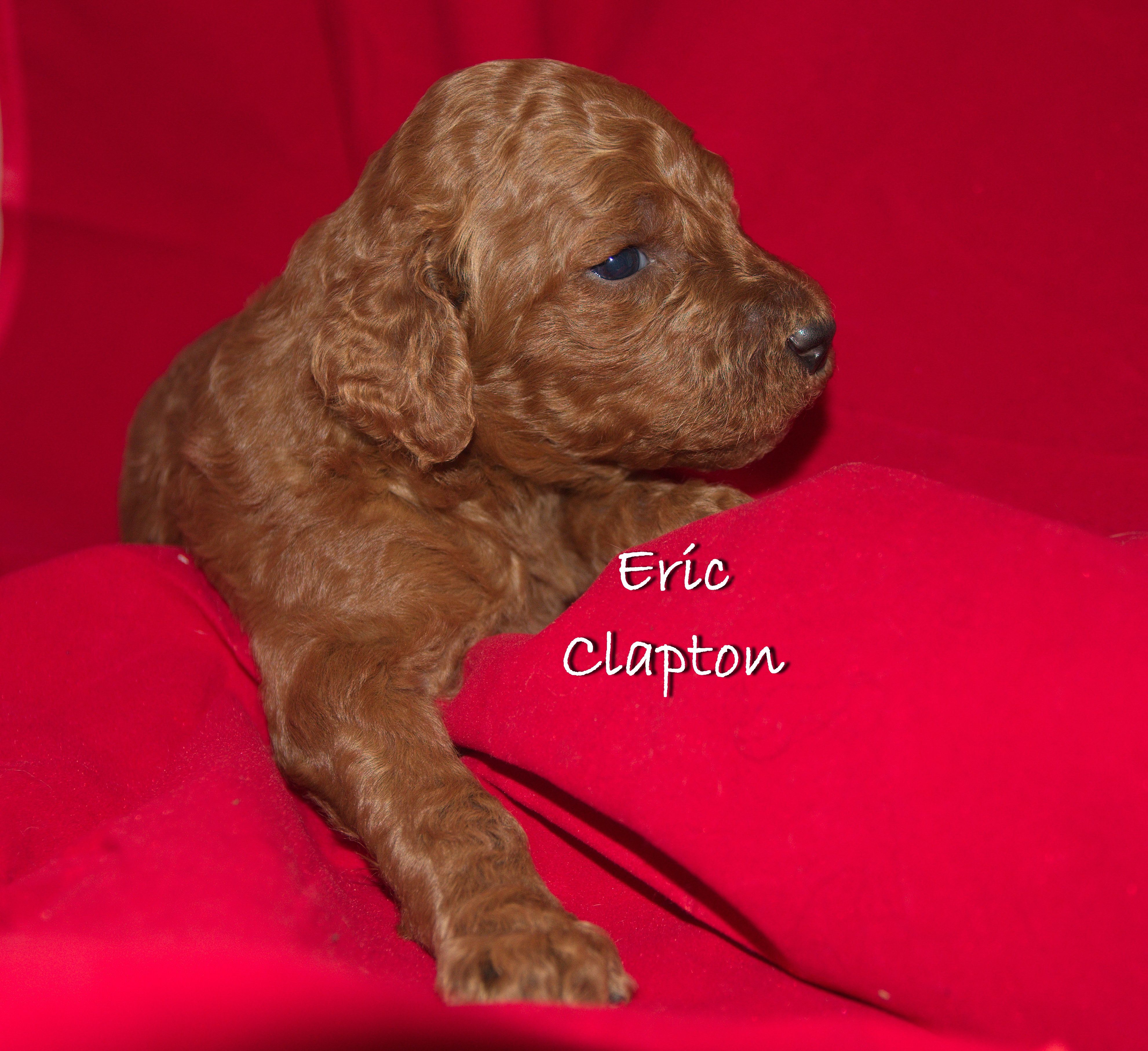 Eric Clapton A Male Standard Poodle Puppy Near Tampa Florida