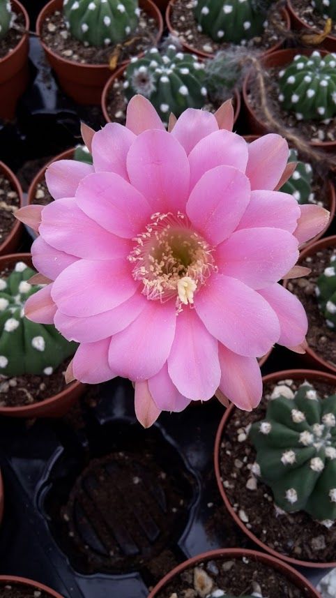 Echinopsis Subdenudatum Pink Flower | Kaktüs çiçekleri, Bi̇tki̇, Sukulent