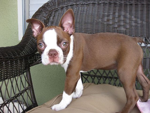 Prettiest Little Red Boston Terrier Ever Brown Boston Terrier