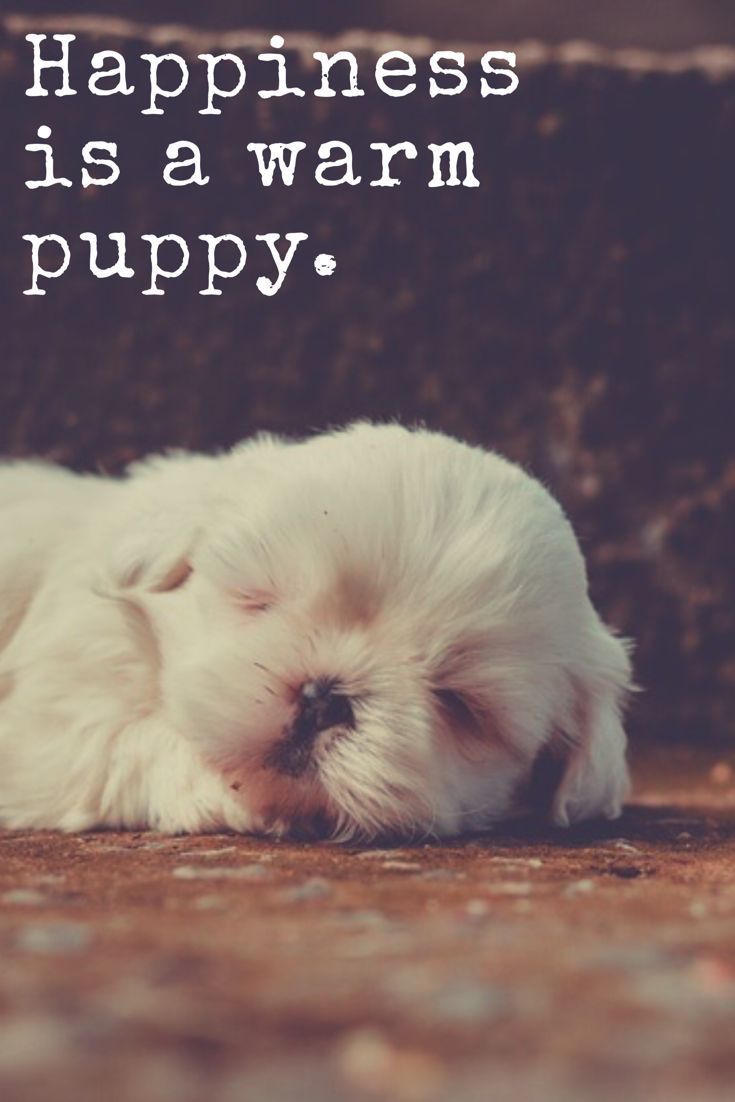 Quotes About Puppies And Happiness ShortQuotes cc Quotes About Puppies And Happiness ShortQuotes cc