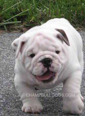 English Bulldog Puppies Lots Of Great Information Puppies