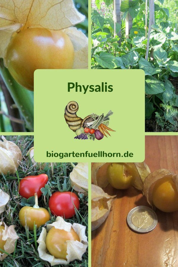 Der Anbau von Andenbeeren #howtogrowvegetables
