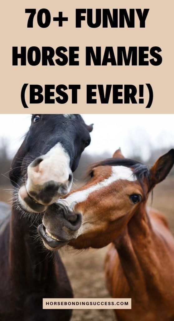 70 Funny Horse Names Puns Best Ever Horse Bonding Success 70-funny-horse-names-puns-best-ever-horse-bonding-success