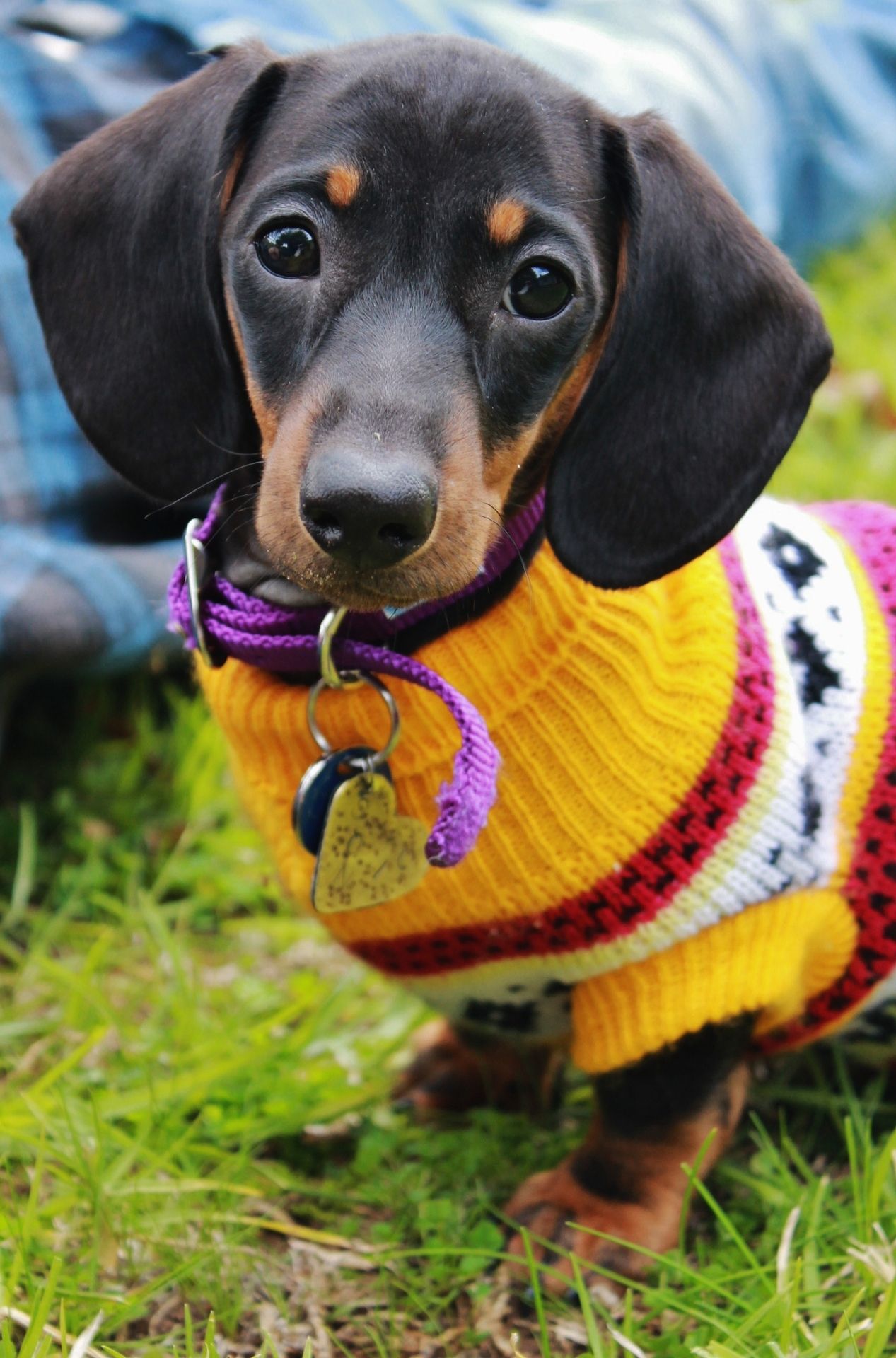 25 Dogs Bundled Up For Winter Weenie Dogs Dogs Dachshund