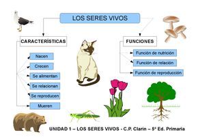 Los Seres Vivos Y Sus Características Clasificacion De Seres Vivos Seres Vivos E Inertes Seres Vivos Caracteristicas