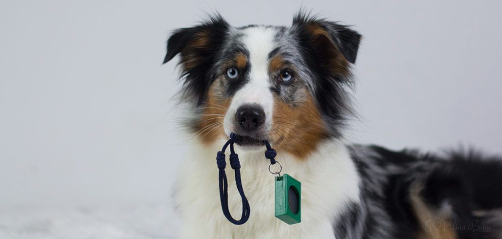 So funktioniert das Clickertraining » EquiCani Hundeblog