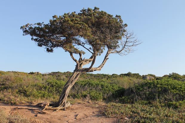 Roadtrip Sardinien. Ist das wirklich noch Europa? // take an adVANturetake an adVANture Roadtrip, Costa, Plants, Europe, Sardinia, Beautiful Landscapes, Croatia, Destinations, Italy
