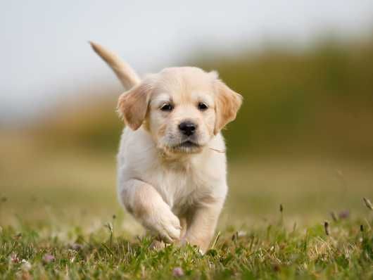 Kc Reg Golden Retriever Puppies Maidstone Kent Pets4homes