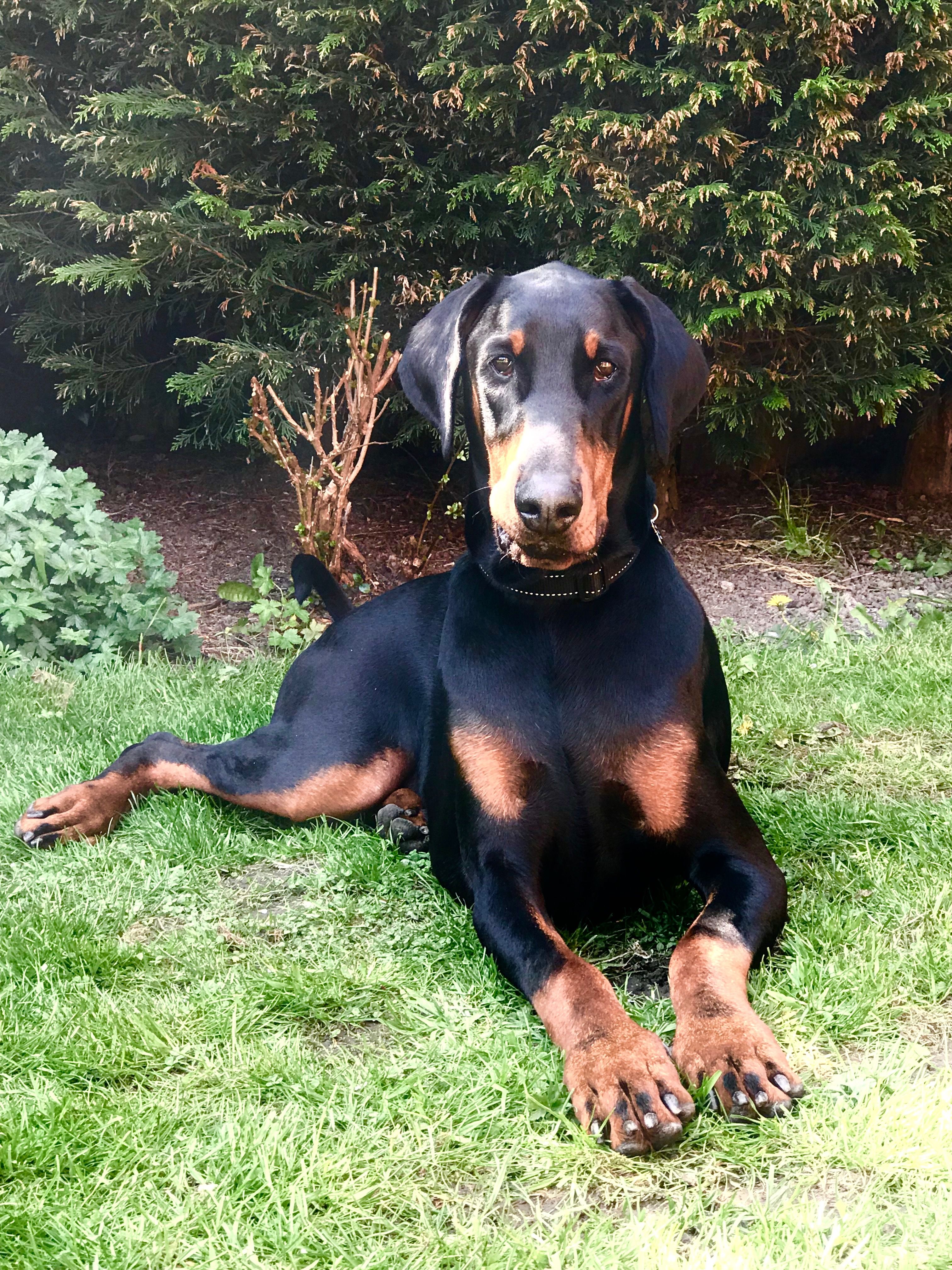 Pin By Lee Medairy On Dobermans Doberman Pinscher Doberman