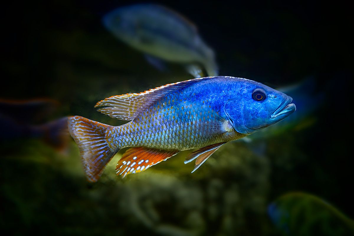 √ Blaue Fische Aquarium Süßwasser | Fischlexikon