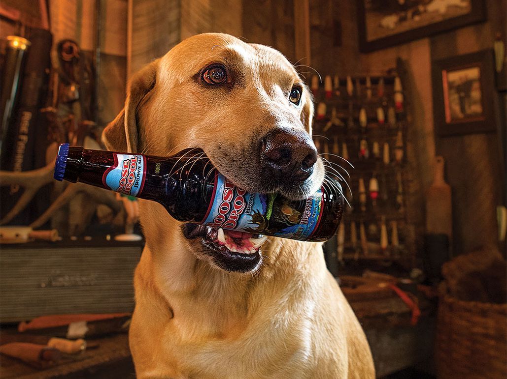 How To Teach A Dog To Fetch Beer Field Stream Dogs Teach