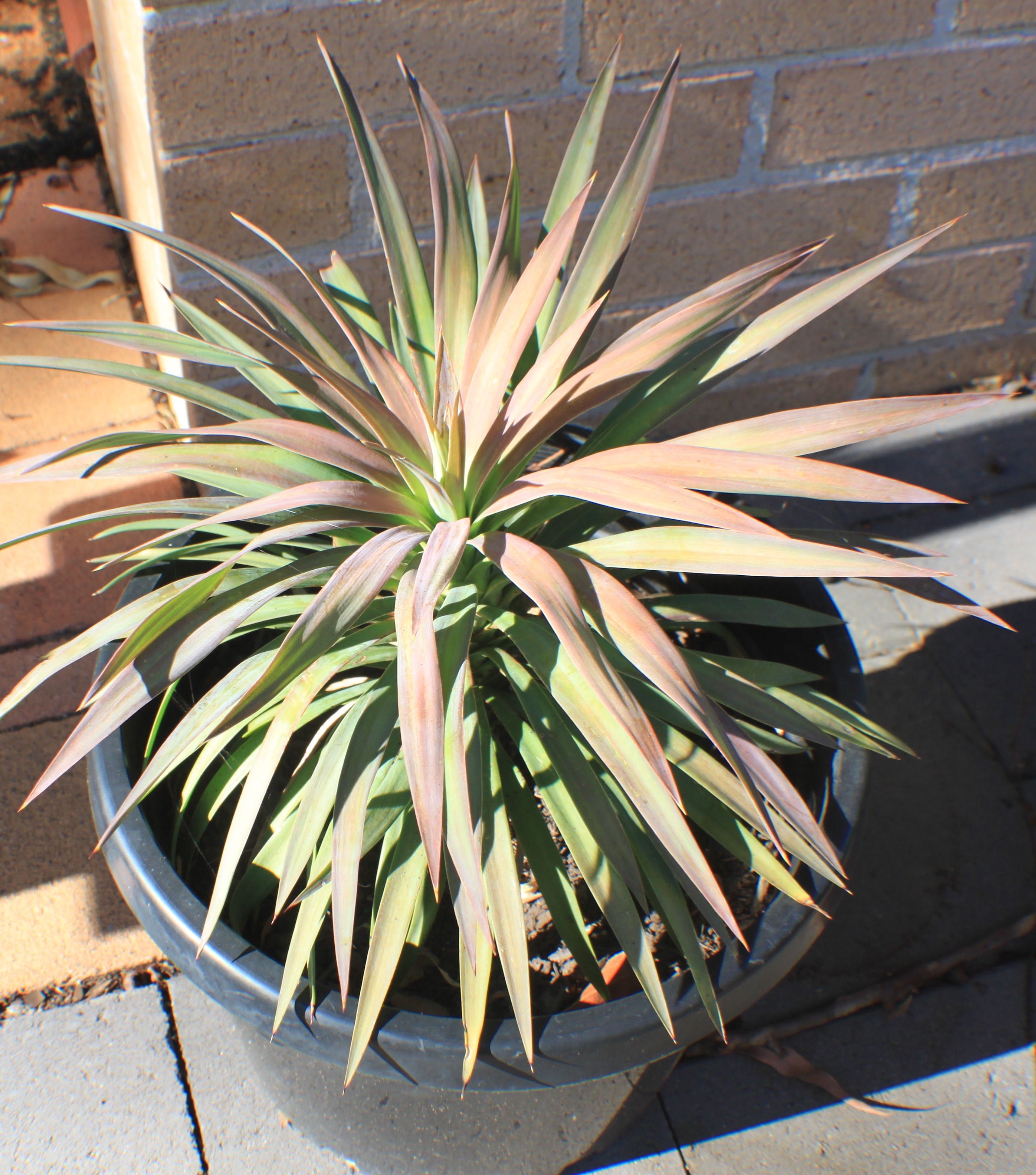 Landscaping Yucca Garden Design / 39 best yucca images on Pinterest