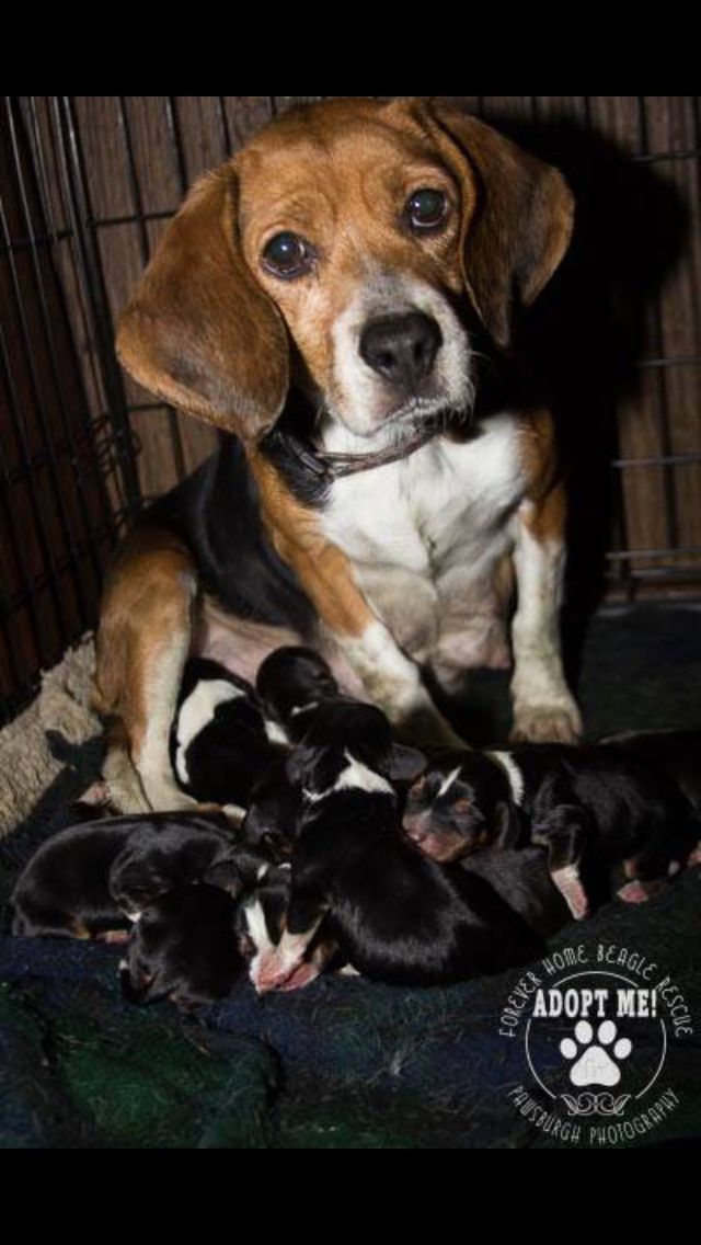 Pin By Deanna Smith On Beagle Love Dog Breed Buds Cute Beagles Beagle Dog Breed