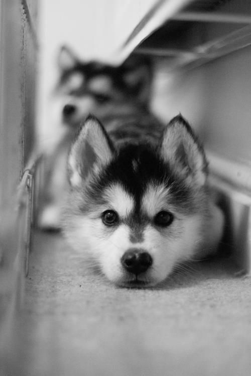 I love how puppies/dogs will always let you take their picture, just staring. Wondering why we are begging them to "stay!" screeching "you are so cute", and holding a weird object in front of them for several seconds at a time. If only they could understand that we are trying to keep them in our memories for more time than they can give us on Earth. Love my pup! Cute Baby Animals, Animals And Pets, Funny Animals, Cute Puppies, Dogs And Puppies, Cute Dogs, Doggies, Fluffy Puppies, Wolf Puppies