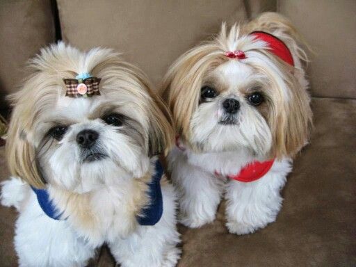 Pinned By Sherry Decker Shih Tzu Dog Shih Tzu Shih Tzu Puppy