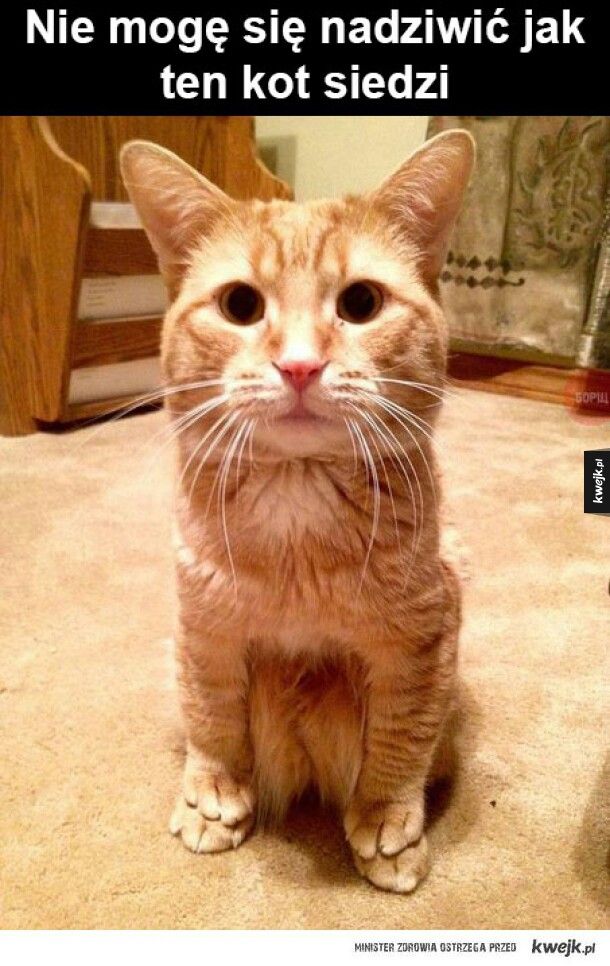 Cat sit Najsodsze zwierzta Zabawne zwierzta Cat sit Najsodsze zwierzta Zabawne zwierzta