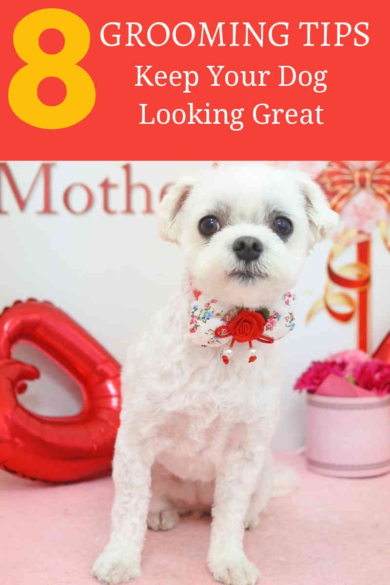 Choosing The Right Dog Grooming Bath Dog Grooming At Home