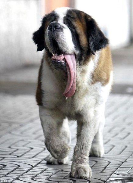 It S Not Easy Being A St Bernard In Balmy Bangkok Mighty Milo St Bernard In Balmy Bangkok