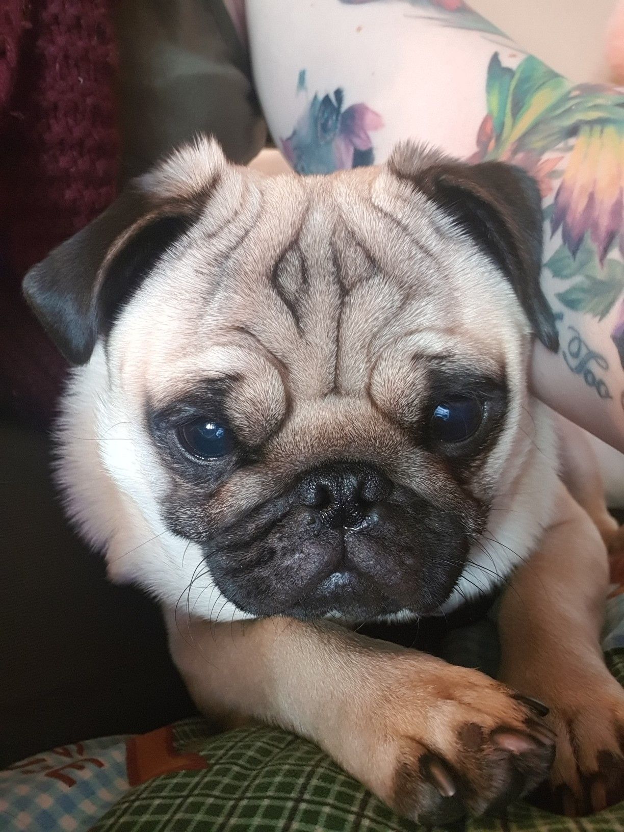 My Pug Boycie Pug Love Pugs Pug Love French Bulldog