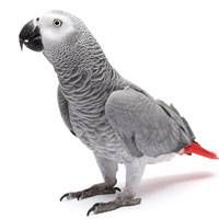 Stolen African Grey Parrot Bird Randburg City Of Johannesburg Metropolitan Municipality Gauteng Gp South Africa S21836 Timneh African Grey African Grey Parrot Congo African Grey