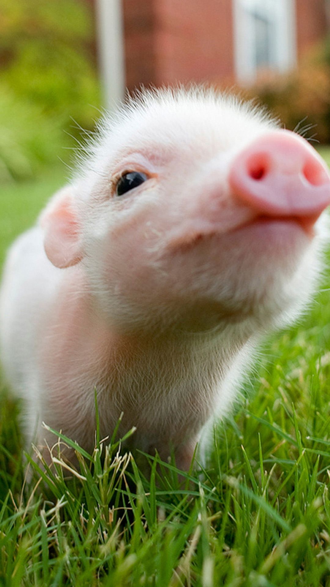 pin by robert picardo on epic car wallpapers pinterest pig