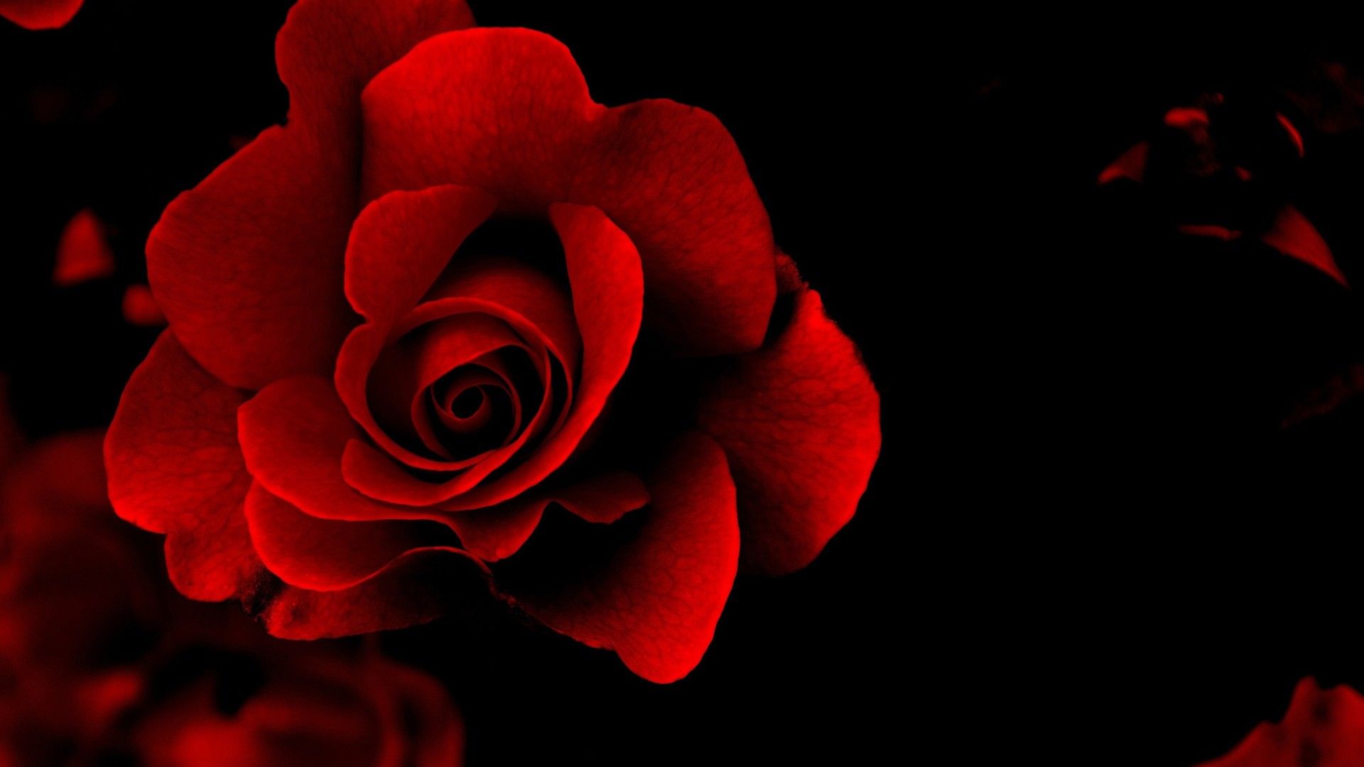 Black And Red Roses Red And Black Rose Wallpapers 8 Wide