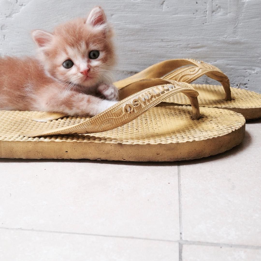 Gambar Kucing Lucu Rebahan